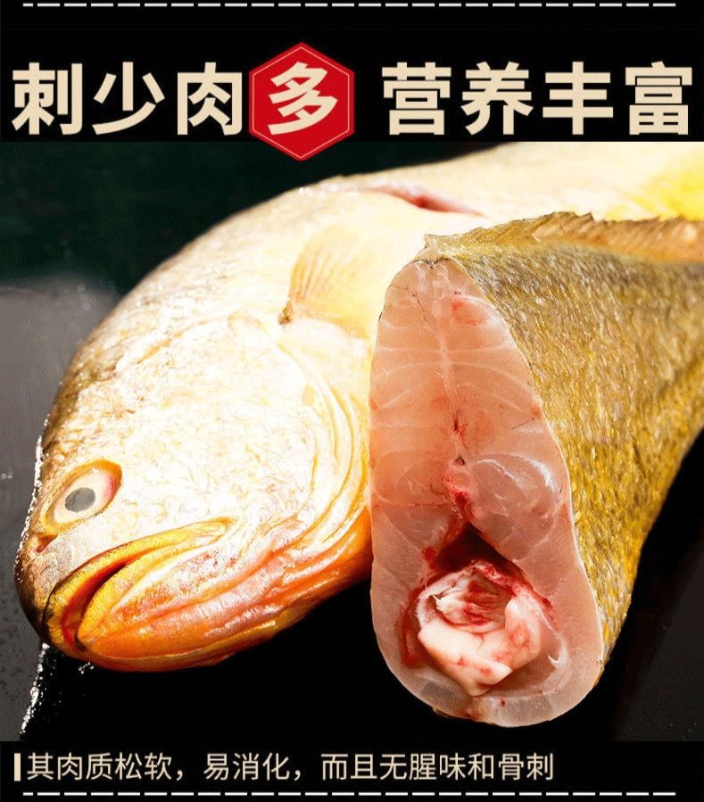 新鲜大黄花鱼鲜活大黄鱼鱼类海鲜水产鲜活冷冻大海鱼鲜鱼生鲜批发
