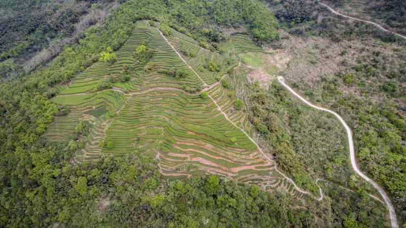 包邮 茶福鼎白毫银针 基地茶园白茶散装500克
