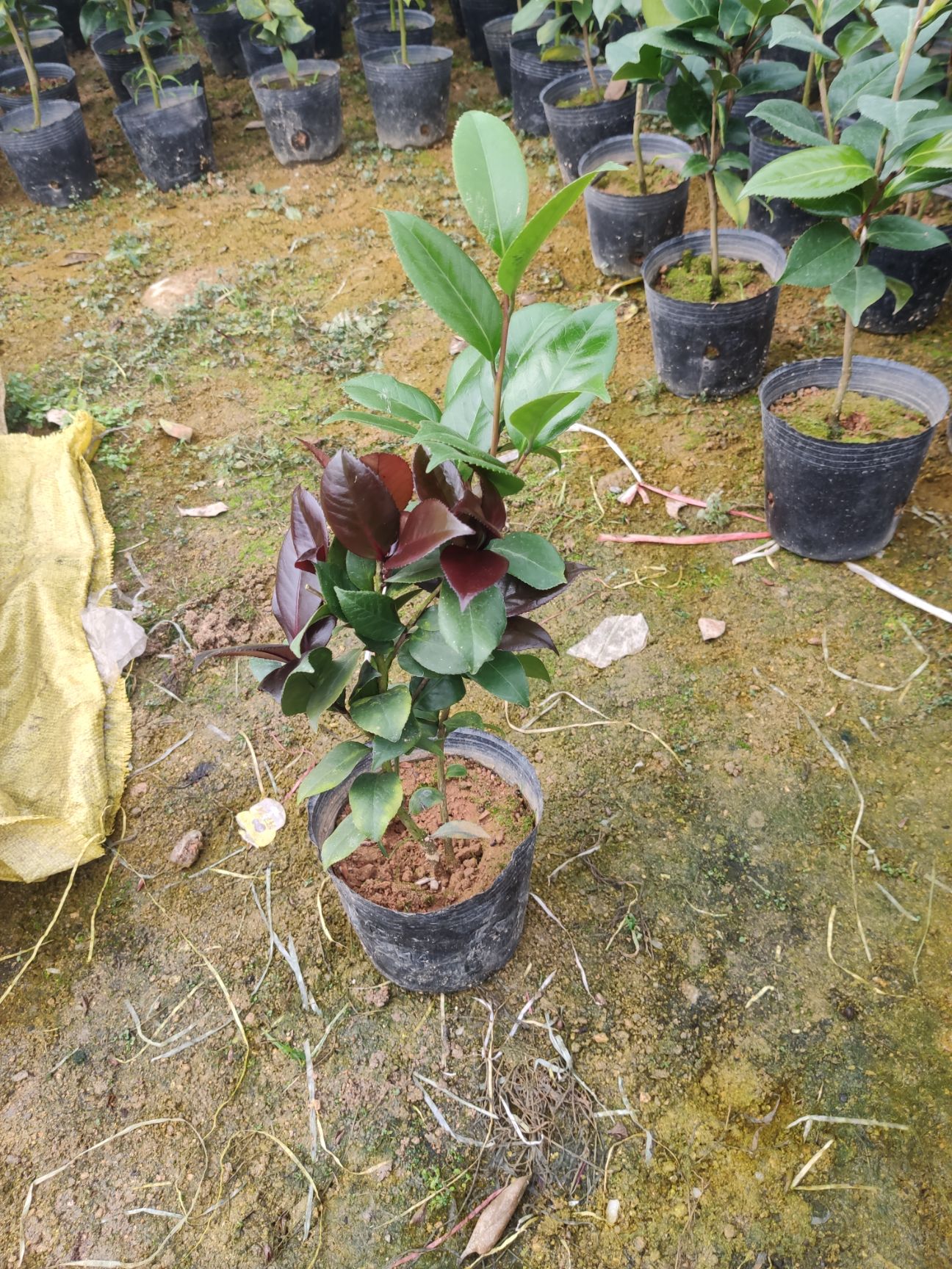 红叶贝拉茶花青叶贝拉茶花