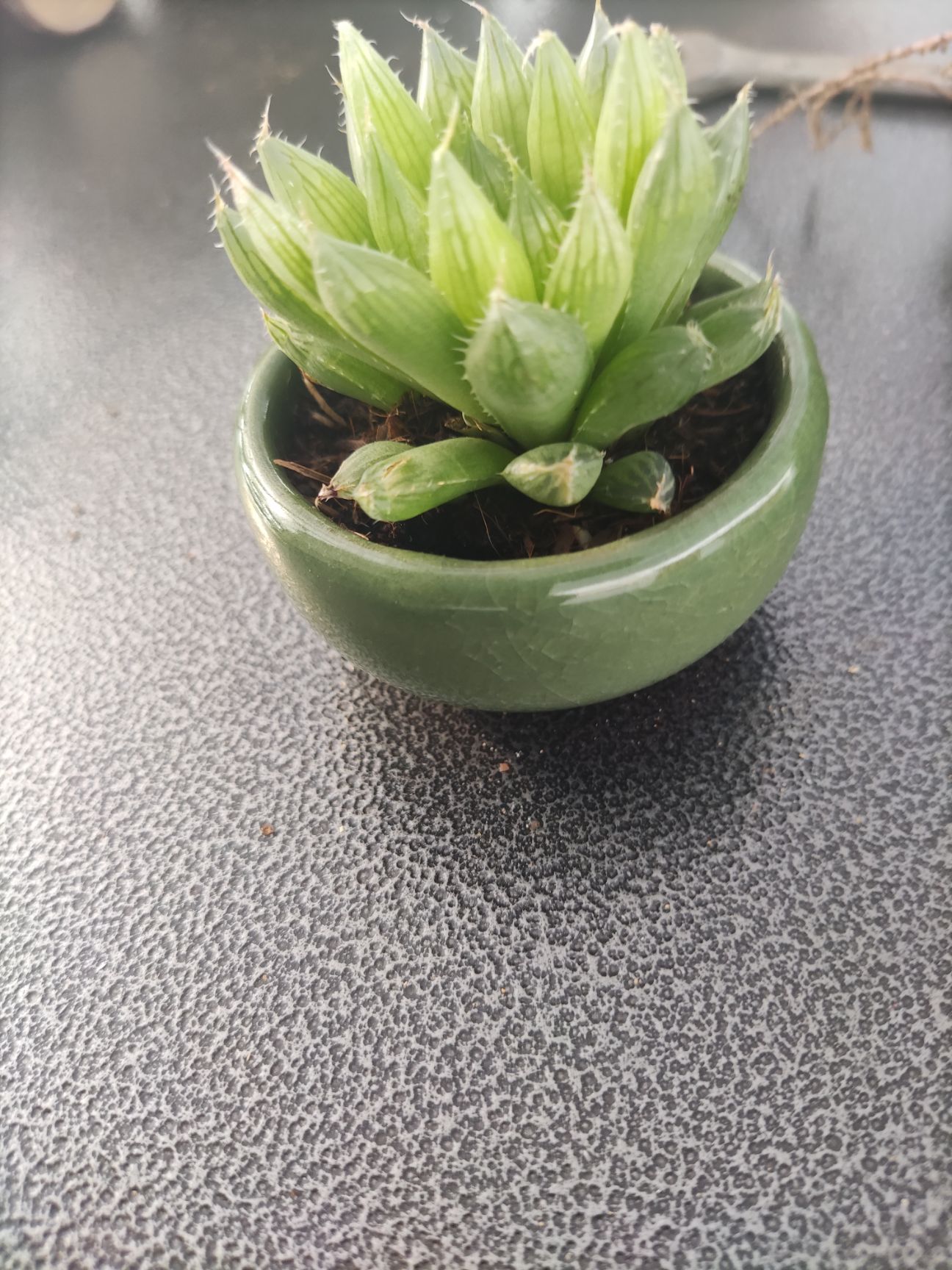 多肉法师 多肉基地直发可视频看货