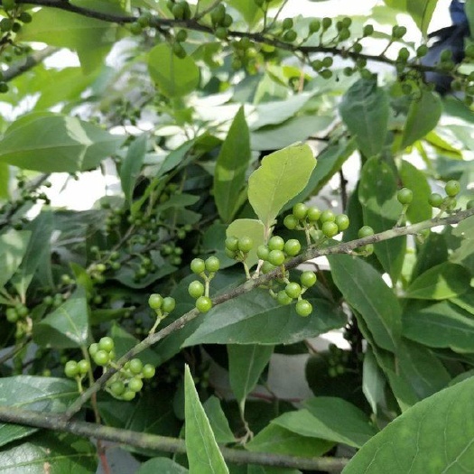 重庆市木姜子，山胡椒
