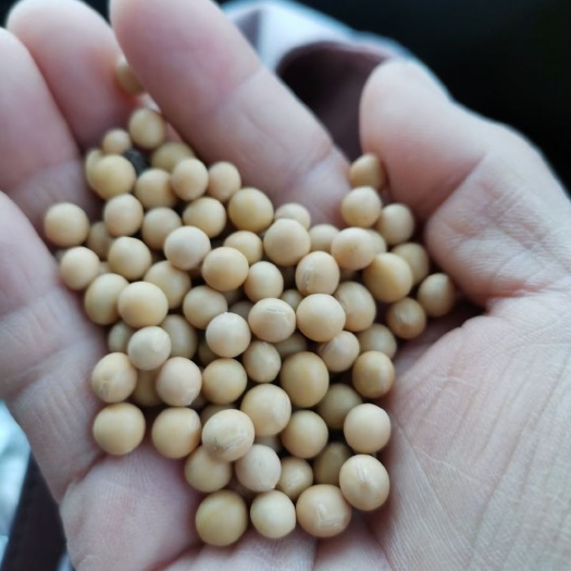 嫩江市黄大豆  出售大堆毛粮黄豆800吨，蛋白40，水份13