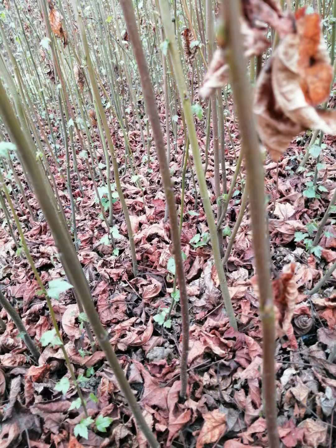 枫香树  大量供应一年生枫香小苗，一年生枫香杯苗