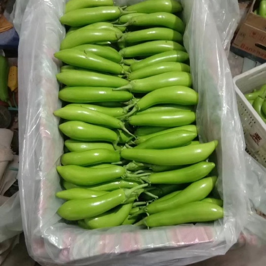 兰陵县青茄