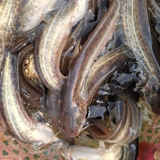 南宁大口鲶鱼苗，南方大口鲶鱼苗，苗场直批规格齐全量大从优包送。