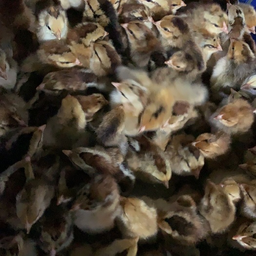 广州K9鸡苗  K9.麻黄，882麻羽成鸡10鸡上