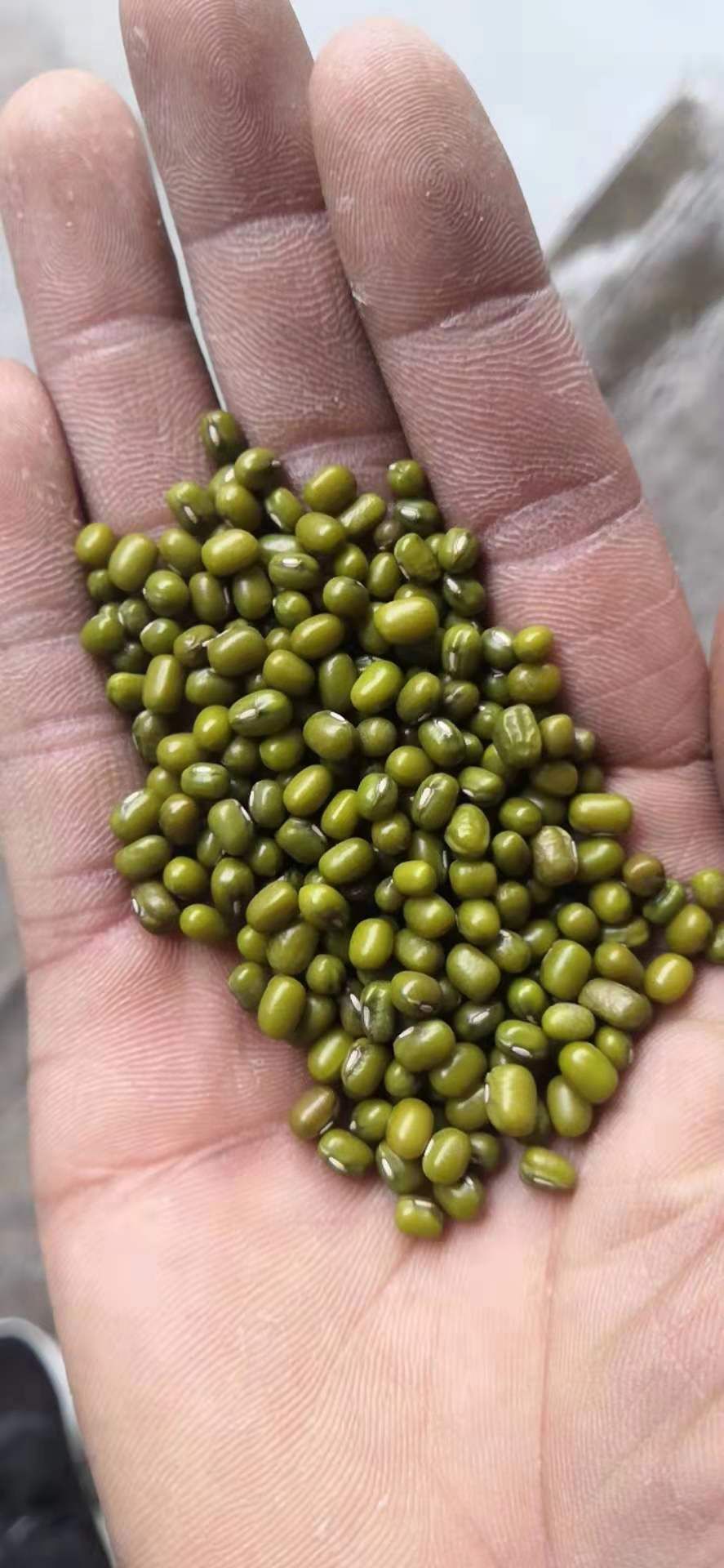 绿豆 油绿豆 明绿豆 大颗粒绿豆 量大从优