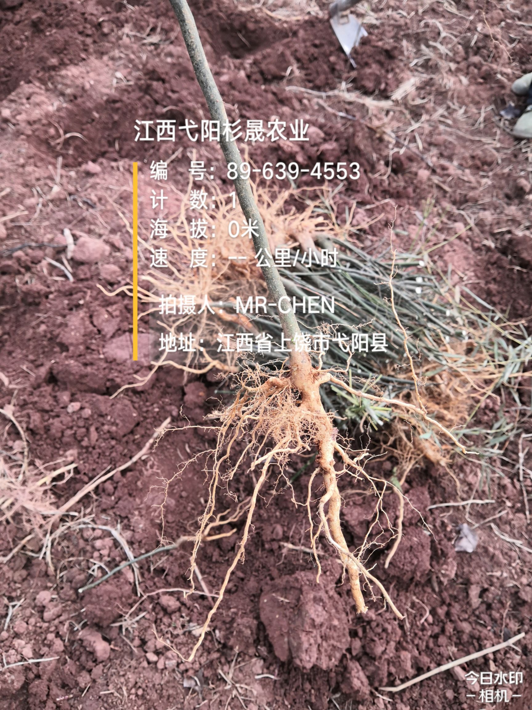 岗梅根种子  岗梅苗(称心树苗)  正宗岗梅  价格优惠