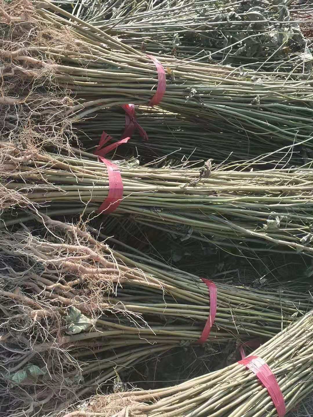 枫香树  大量供应一年生枫香小苗，一年生枫香杯苗