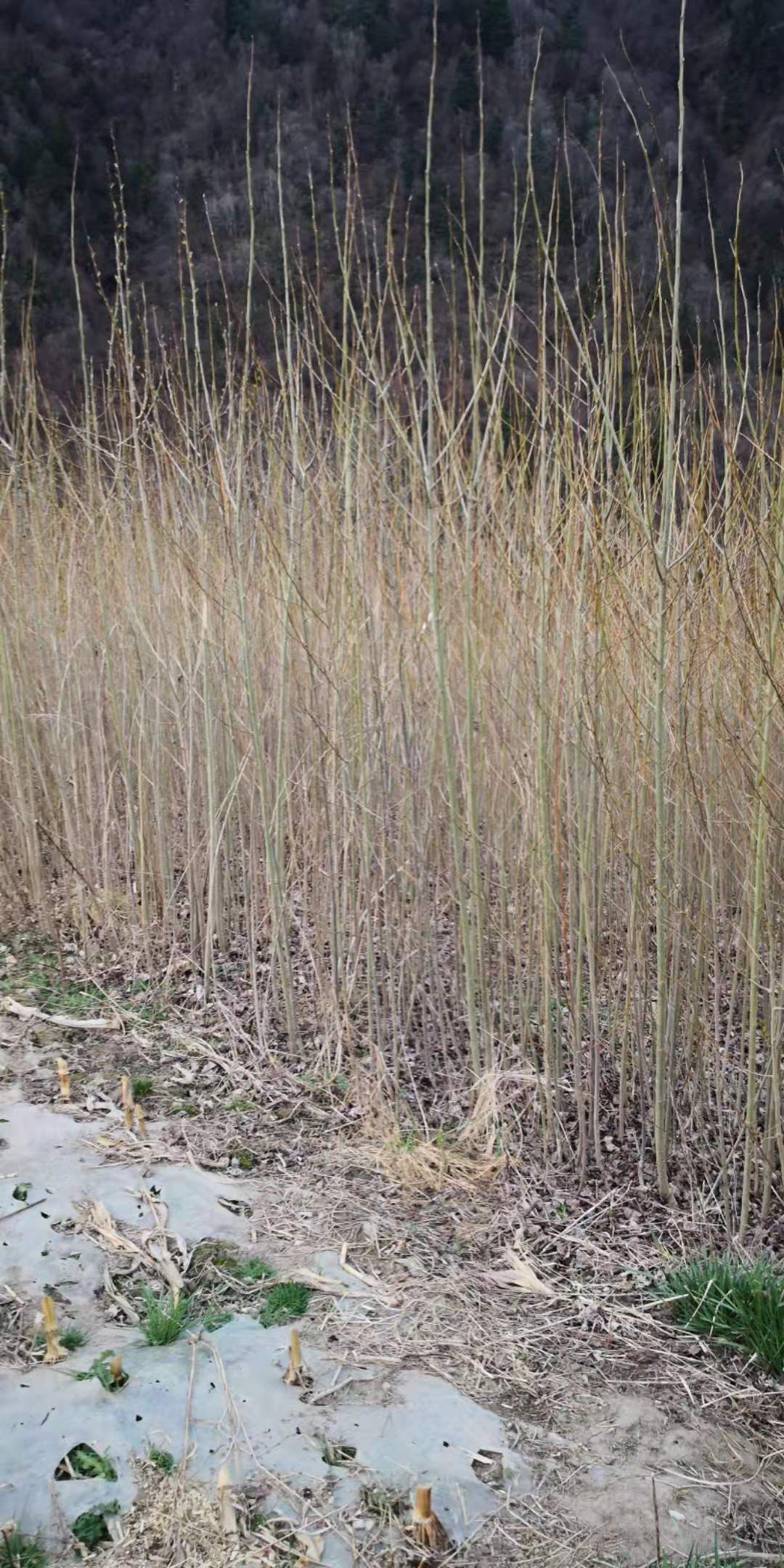 白杨一号 岷江柏批发