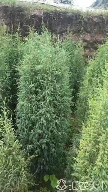 武威 圆柏