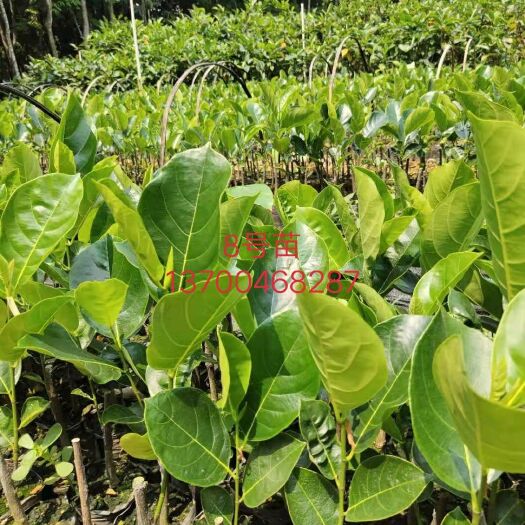白沙县红肉菠萝蜜苗 