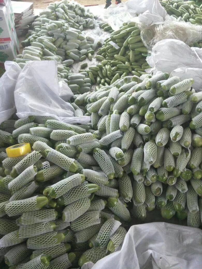 绿皮西葫芦  西葫大量供应