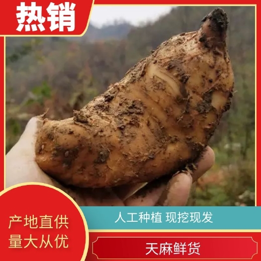 雷波县黄天麻  四川凉山鲜天麻，果大肉厚，如口软糯，容易吸收。