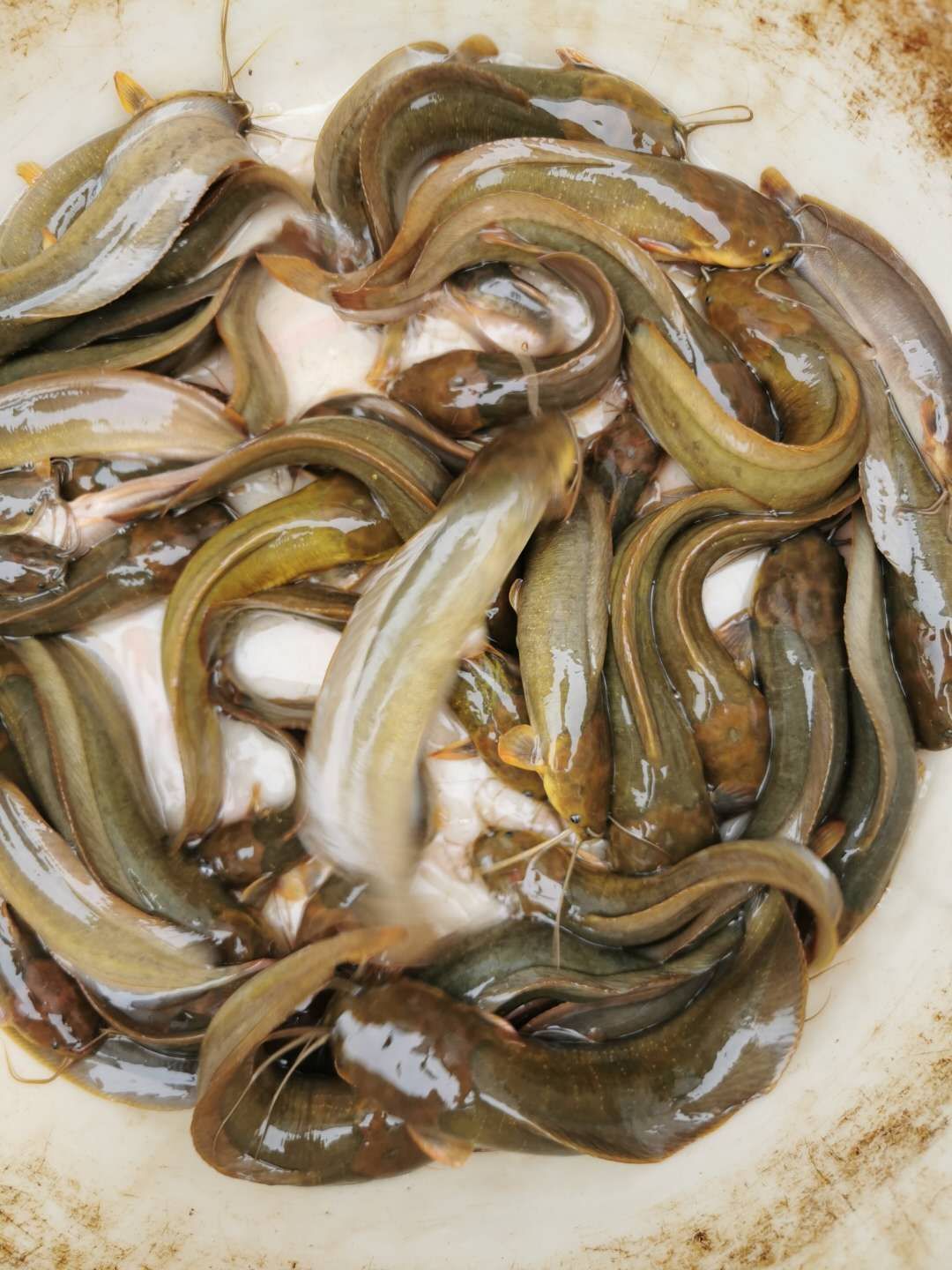 快大种塘鲺苗 塘角鱼苗 高密度养殖 高位池养殖