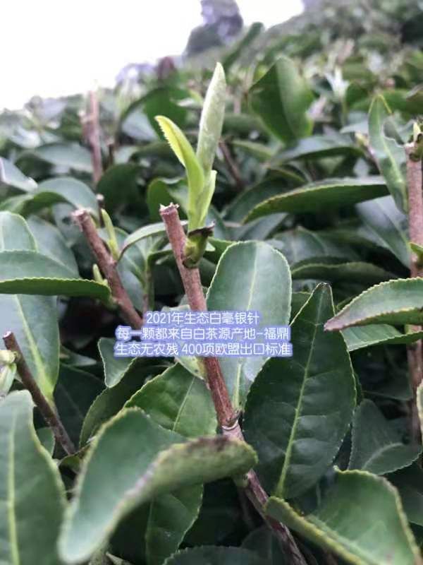 包邮 茶福鼎白毫银针 基地茶园白茶散装500克