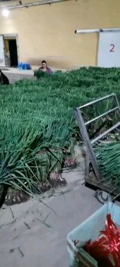 临洮县 红根蒜苗马上大量上市了