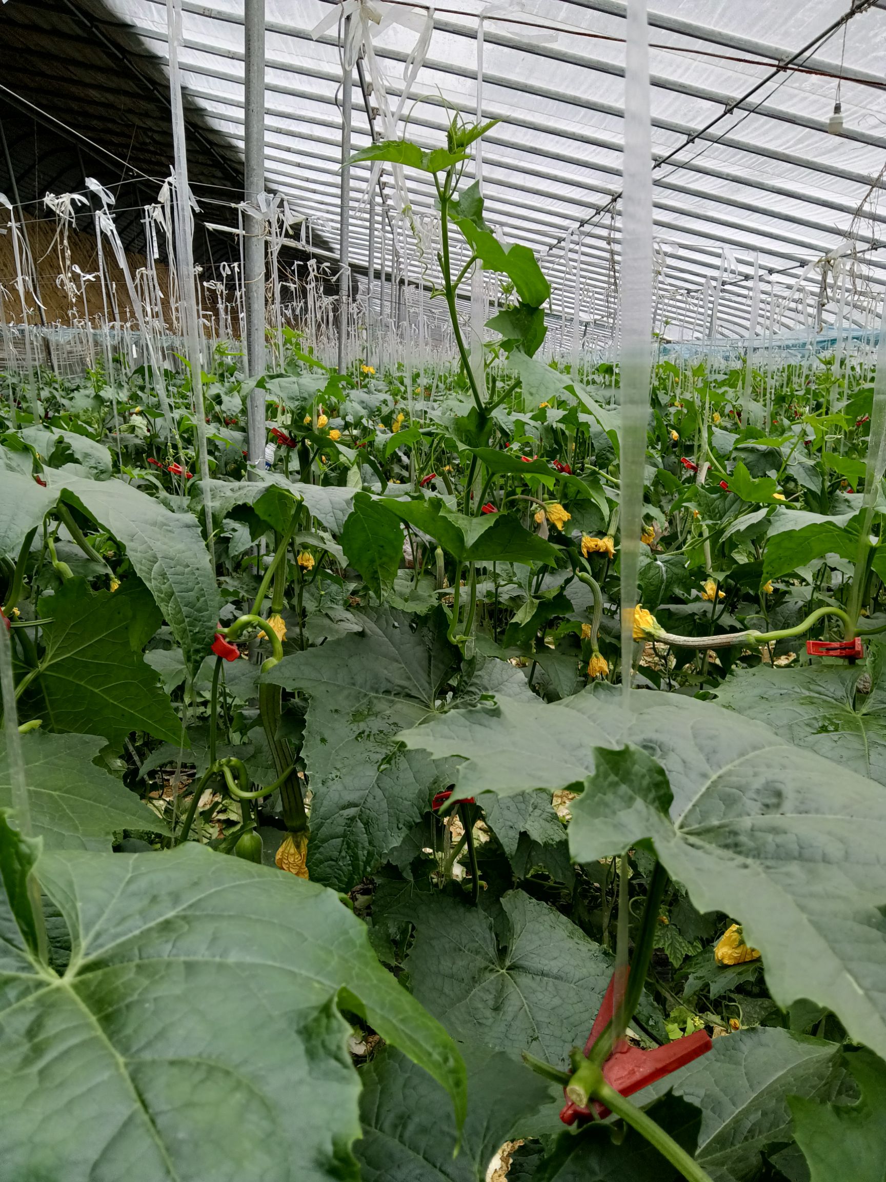  温室大棚鲜花丝瓜现在上市了，自种的十亩，品相一等。