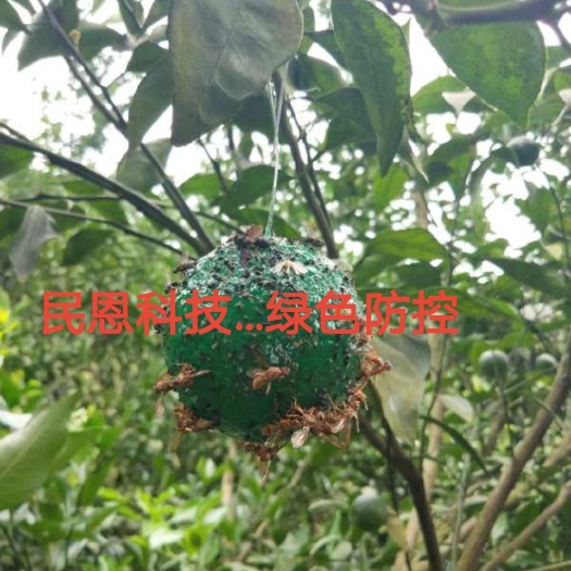 北京诱蝇球厂家直销，价格便宜，质量保障！