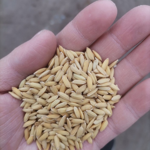杂交稻 量大质量好，有需要的与我联系