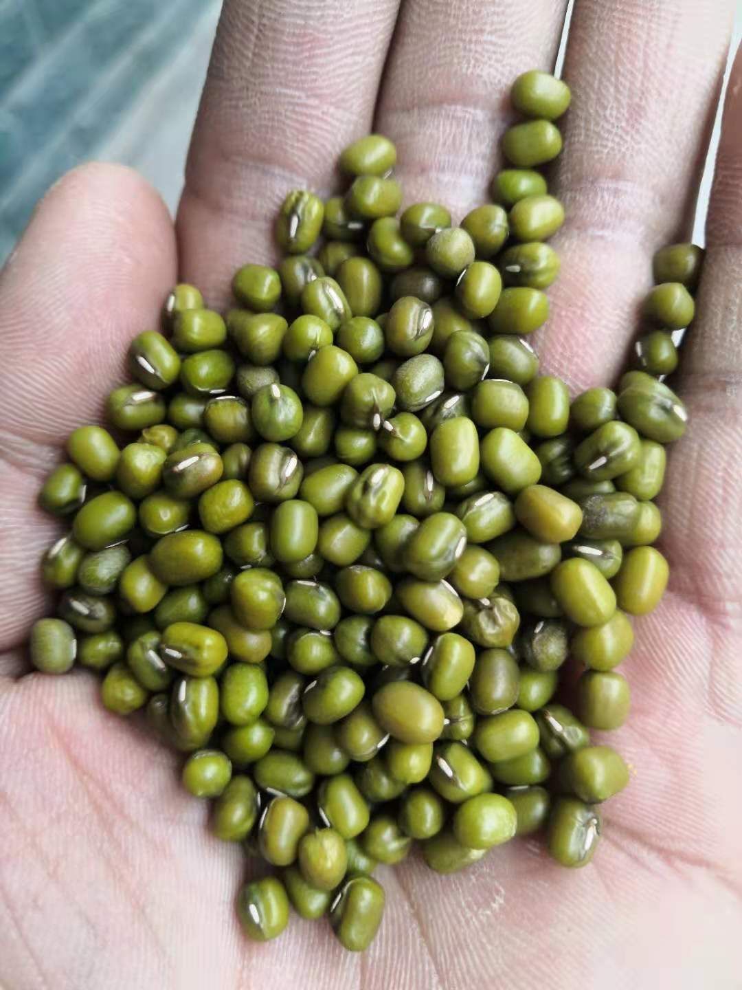 绿豆 油绿豆 明绿豆 大颗粒绿豆 量大从优
