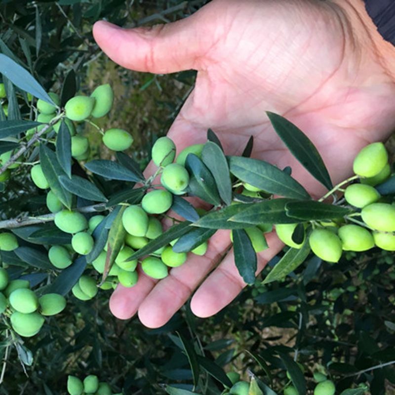 乌橄榄树苗青橄榄苗正宗嫁接果树当年结果南北方四季庭院地载盆栽