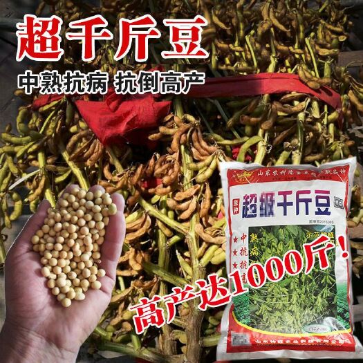 超级亩产千斤黄豆种子。黄豆种子。四季可种植