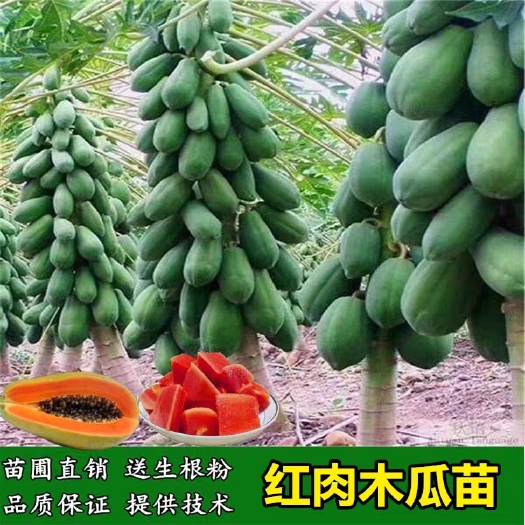 灵山县红心木瓜苗  木瓜苗包邮树苗红肉木瓜苗水果木瓜苗地栽种植一年结果包品种