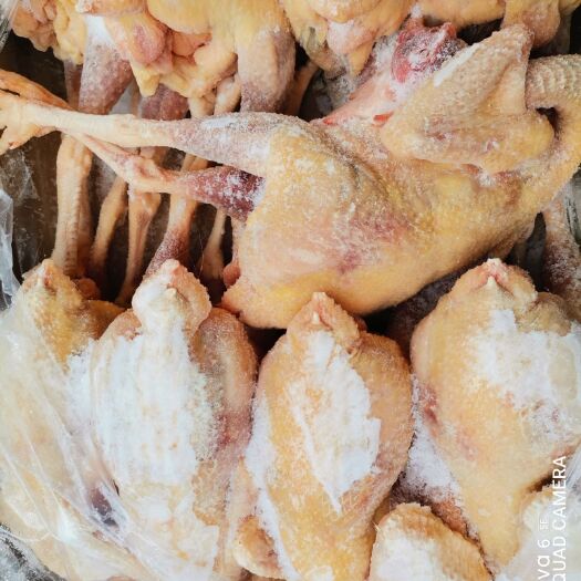 郑州鸡肉  纯干净膛老母鸡