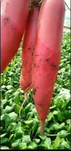 郸城县红皮萝卜 水晶萝卜无公害蔬菜，全生长期不用农药，