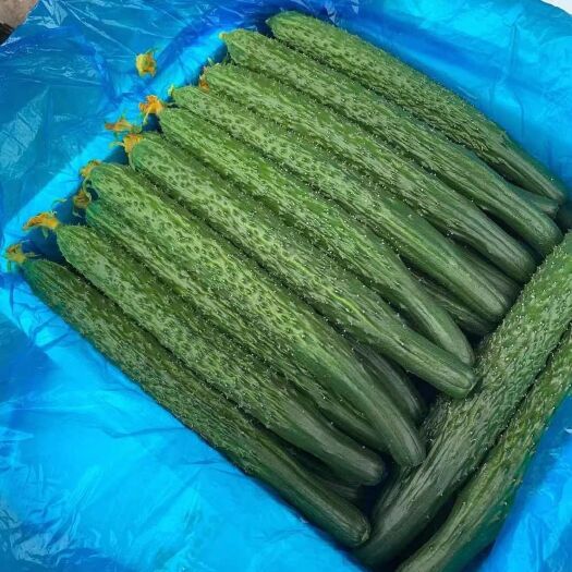 刺黄瓜  大量供应，黄瓜，有要的可以联系我，支持各种包装