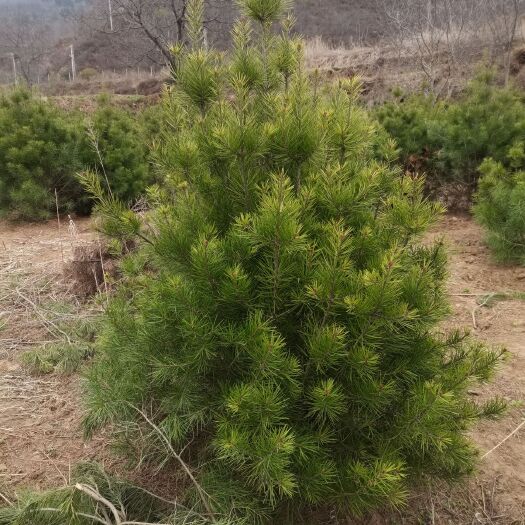 凤县白皮松。营养杯的，大田的50到5米工程苗，占地苗。