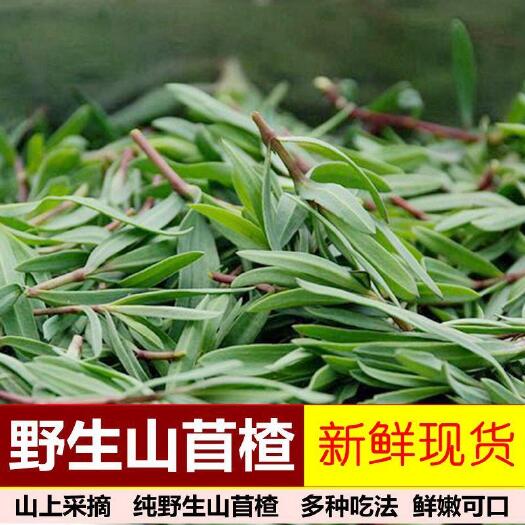 莒县山苜楂  山苜菜，蚂蚱菜，山菜支持一件代发