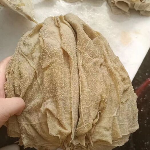 阳信县牛百叶 千层肚 火锅店专用 屠宰厂直销！