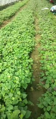 平邑县济薯26号红薯苗 山东佳盈薯业大量销售烟25济26西瓜红济25等品种齐全