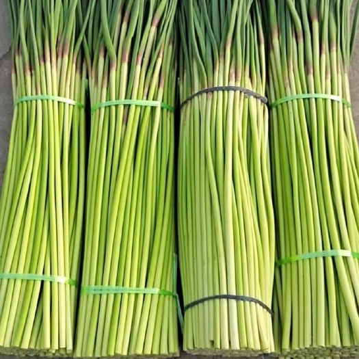 杂交  红帽蒜苔大量供应