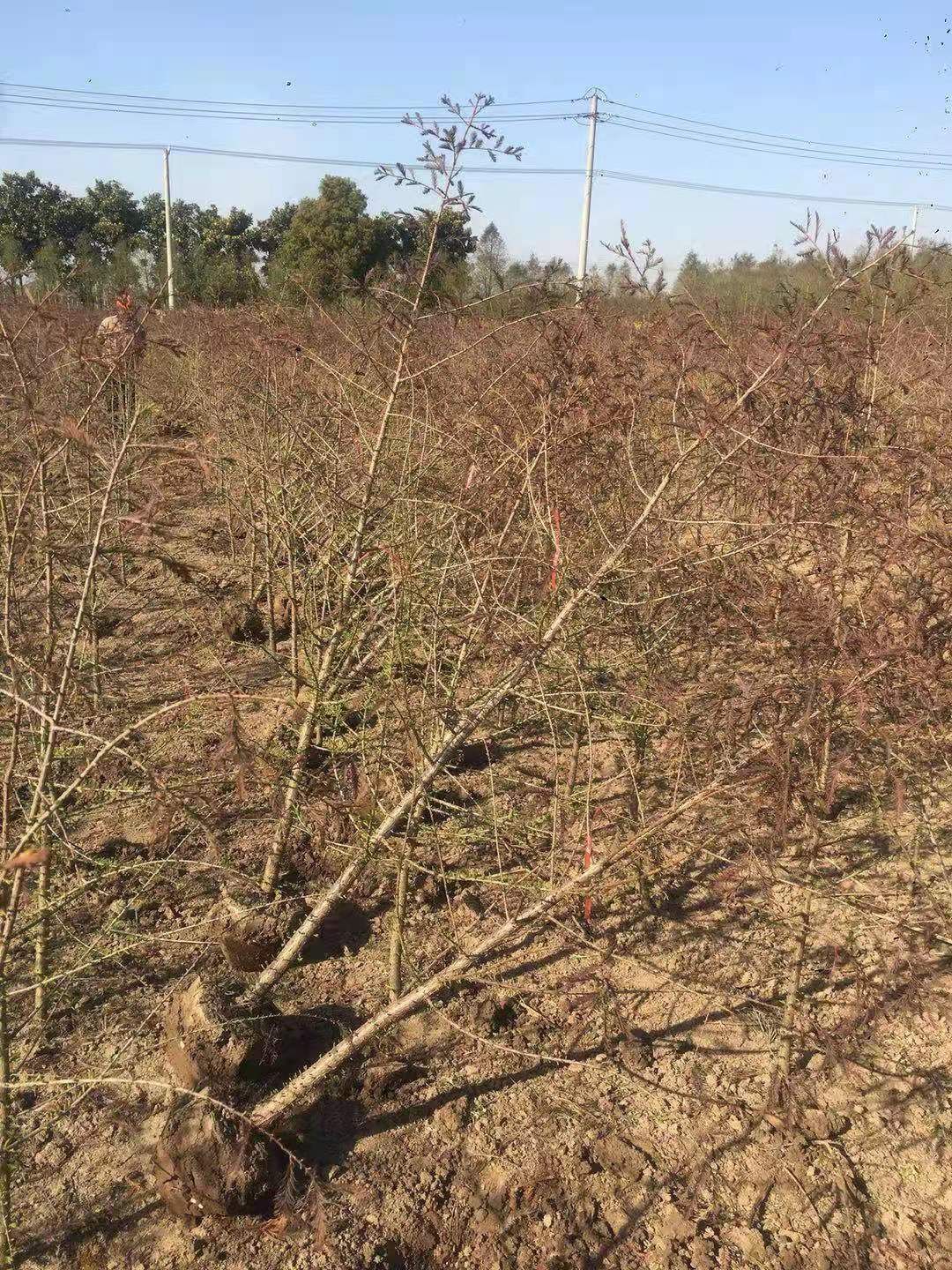 中山杉 米径4公分价格