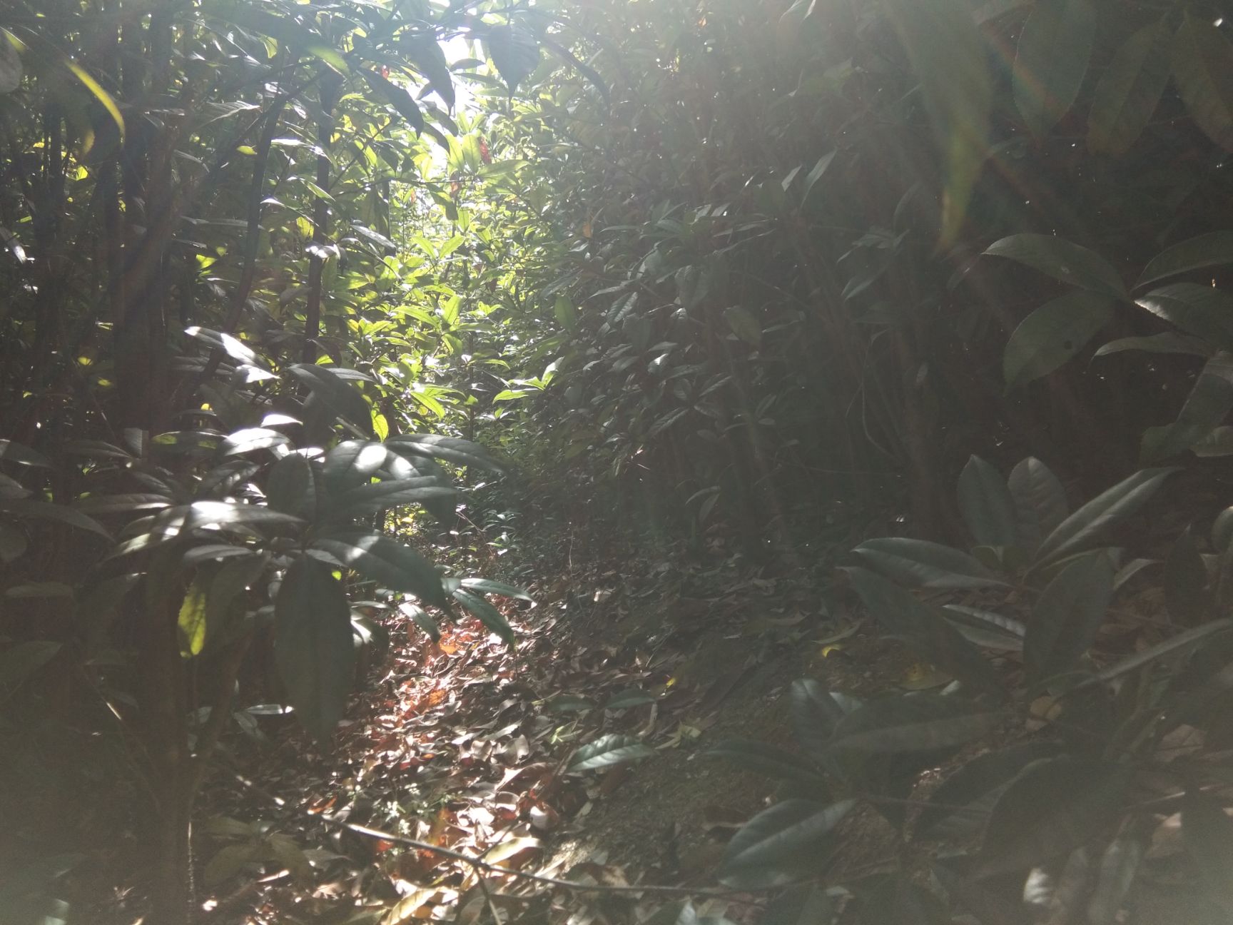  10年生桂花树苗低价处理