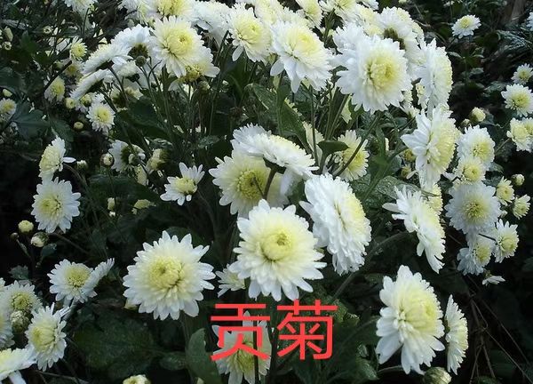 黄山贡菊花苗金丝皇菊花苗七月菊花苗