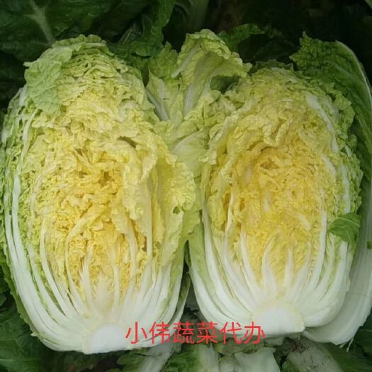 定州市黄心大白菜  定州玲珑黄白菜批量上市！在过一个星期大量上市欢迎选购！