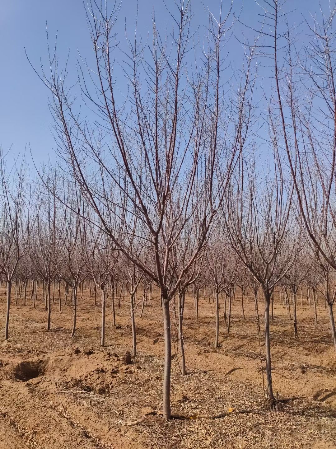 红叶碧桃  供应 京桃树 桃花行道树 规格全 东北红花碧桃小苗 量大优惠