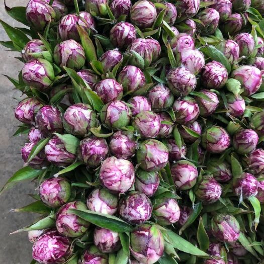 菏泽鲜花芍药 牡丹，芍药鲜切花