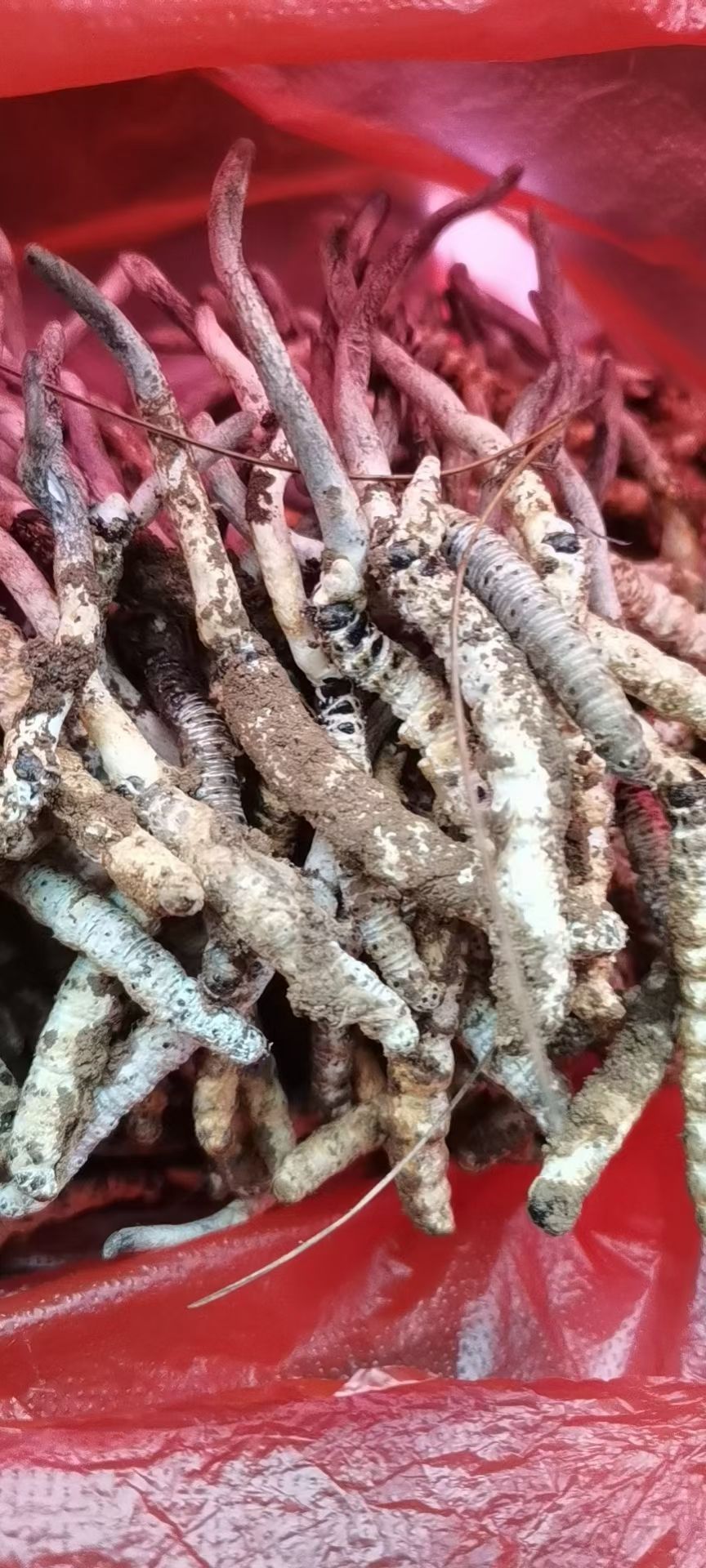 松桃苗族自治县 虫草