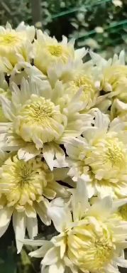 新沂市 好优香开始了，常年供应黄白菊花