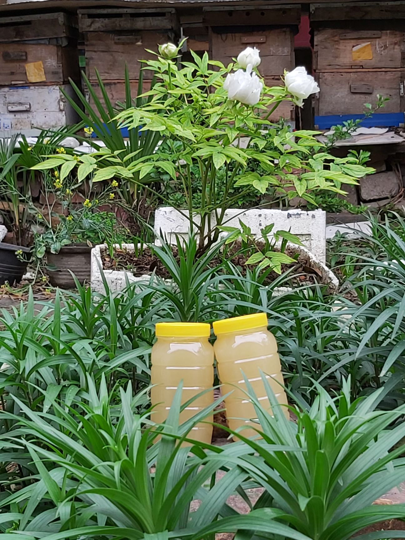 油菜花蜂蜜有腥味是什么情况引起的(油菜花蜂蜜臭臭的)