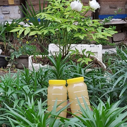 平顶山油菜蜜 天然油菜花蜂蜜