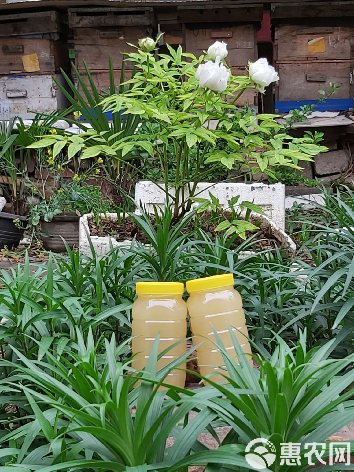 油菜花蜂蜜有腥味是什么情况引起的(油菜花蜂蜜臭臭的) 油菜花蜂蜜有腥味是什么情况引起的(油菜花蜂蜜臭臭的)