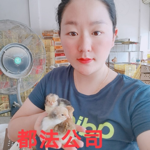 南宁K9鸡苗  快大型k9鸡苗，90鸡882鸡包打好疫苗，