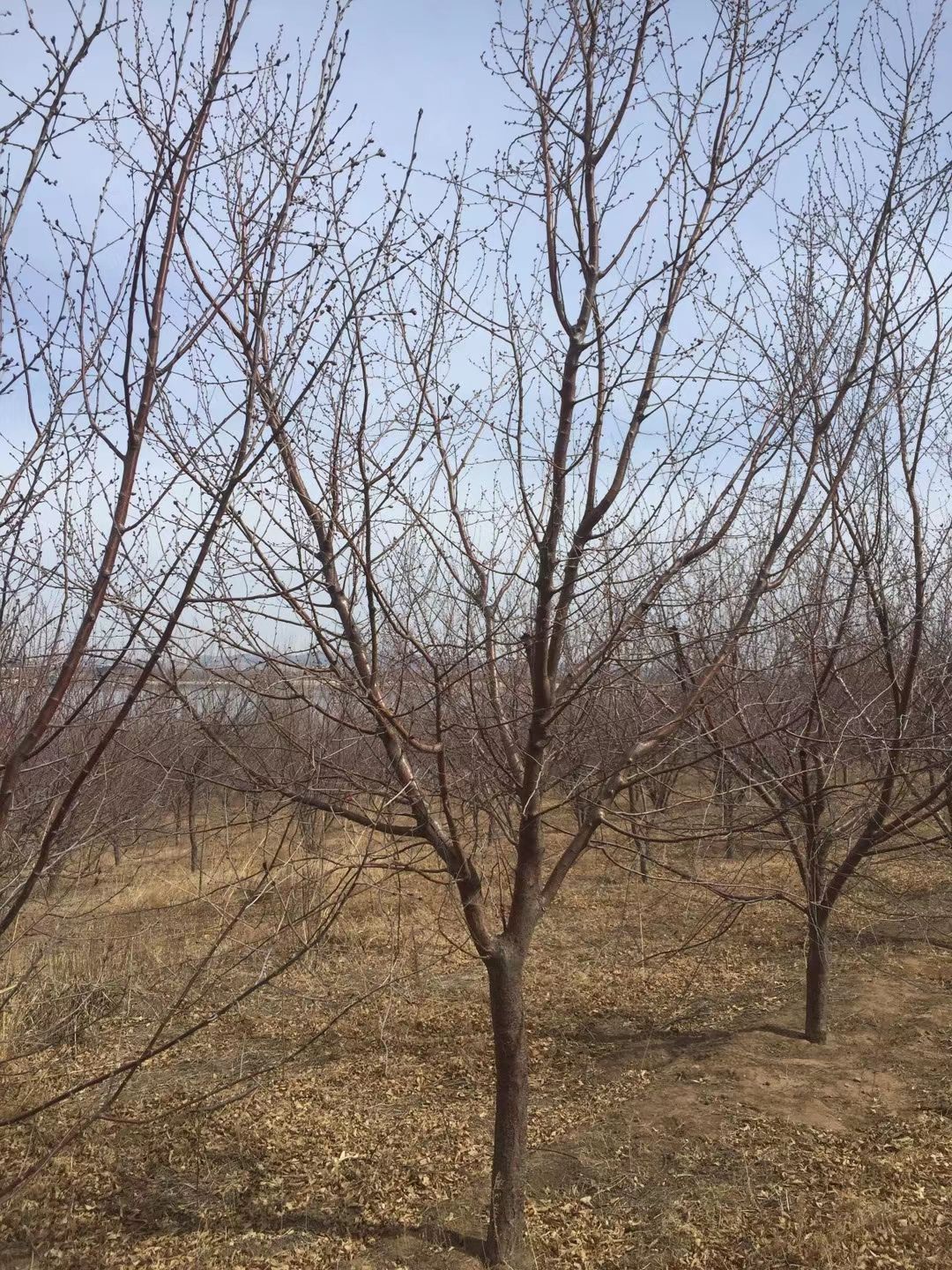 红叶碧桃  供应 京桃树 桃花行道树 规格全 东北红花碧桃小苗 量大优惠