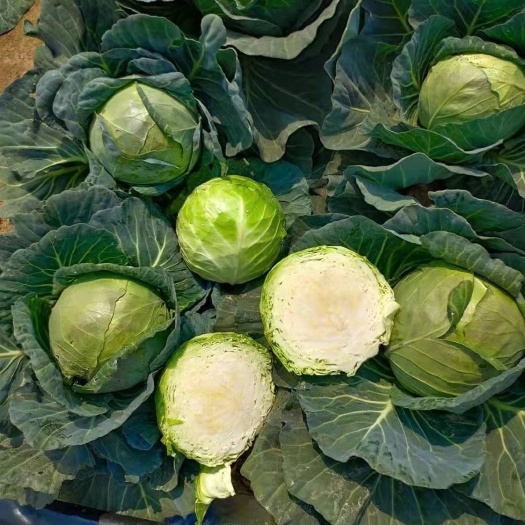 湛江包菜 出售绿甘蓝！价格面议